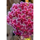 serada decor & plant Hoya Mum Çiçeği Özel Kırmızı, 10-15 cm