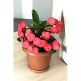 Serada Decor & Plant İç Mekan Bitkisi Pembe Euphorbia Taç Çiçeği, 16-17cm, Terracotta Saksı