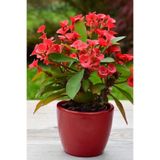 Serada Decor & Plant İç Mekan Euphorbia Kırmızı Mini Boy, 5.5cm Saksıda