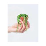 serada decor & plant İnci Tanesi Senecio Rowleyanus Tespih Çiçeği Sukulent, 5,5 cm Saksı