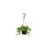 Serada Decor & Plant İngiliz Sarmaşığı Bitkisi Hedera Helix, Askılı Saksıda, Canlı İç Mekan Bitkisi