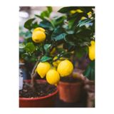 Serada Decor & Plant Interdonato Limon Fidanı, 80-100 cm, 1 Adet, Tüplü