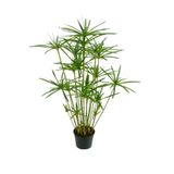 serada decor & plant Japon Şemsiyesi (40-60) cm Saksılı + Alacalı Benjamin Bitkisi (40-60) cm Saksılı, Set