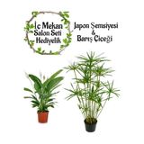 Serada Decor & Plant Japon Şemsiyesi (40-60cm) + Barış Çiçeği (30-40cm) Saksılı Set