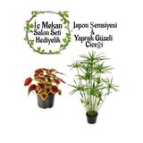 serada decor & plant Japon Şemsiyesi 40-60cm Saksılı + Yaprak Güzeli Çiçeği Saksılı Salon Seti
