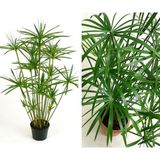 Serada Decor Plant Japon Şemsiyesi Çiçeği – Cyperus Alternifolius Saksılı 50 - 70 cm