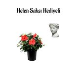 serada decor & plant Kadınlar Gününe Özel Kırmızı Renk Japon Gülü(HİBİSCUS ROSA) Helen Saksı Hediyeli