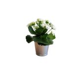 Serada Decor & Plant Kalanchoe Beyaz Çiçekli Sukulent İç Mekan Bitkisi