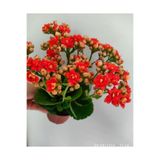 Serada Decor & Plant Kalanşo Çiçeği, 30-40 cm, Tomurcuklu Büyük Boy, Kırmızı ve Pembe