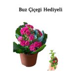 Serada Decor & Plant Kalanşo Pembe Renk, Buz Çiçeği Hediyeli, Kadınlar Gününe Özel