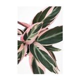 Serada Decor Plant Kalatya - Calathea Triostar Dua Çiçeği