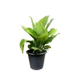 Serada Decor Plant Kana Tesbih Çiçeği Kırmızı (30-50 Cm)1 Adet Saksılı Balkon Bahçe Bitkisi