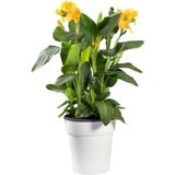 Serada Decor Plant Kana Tespih Çiçeği Sarı (30 50 Cm)1 Adet Saksılı Dış Mekan Bitkisi