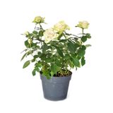 Serada Decor & Plant Kar Beyazı Yoğun Kokulu Gül Fidanı, 40-60 cm, 1 Adet Aşılı Gül