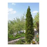 serada decor & plant Kara Servi Mezarlık Servisi, 35-45 cm, Saksılı Dış Mekan Bitkisi, Cupressus Sempervirens