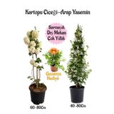serada decor & plant Kartopu Çiçeği, Arap Yasemini, Gazanya Saksılı Bahçe Seti, Çok Renkli