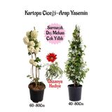 Serada Decor & Plant Kartopu Çiçeği, Arap Yasemini, Kırmızı Gazanya Saksılı Bahçe Seti, 3'lü Bitki Seti