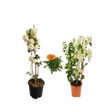 serada decor & plant Kartopu Çiçeği, Beyaz Begonvil, Turuncu Gazanya Saksılı Bahçe Seti, 3 Adet