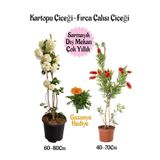 serada decor & plant Kartopu Çiçeği, Fırça Çalısı, Gazanya Hediyeli Saksılı Bahçe Seti, Çok Renkli