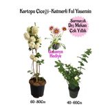 serada decor & plant Kartopu Çiçeği, Katmerli Ful Yasemin, Pembe Gazanya Hediyeli Saksılı Bahçe Seti, Çok Renkli