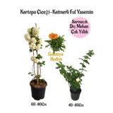 serada decor & plant Kartopu Çiçeği, Katmerli Ful Yasemin, Sarı Gazanya Hediyeli Saksılı Bahçe Seti, Çok Renkli
