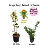 serada decor & plant Kartopu Çiçeği, Katmerli Ful Yasemin, Turuncu Gazanya Saksılı Bahçe Seti, Çok Renkli