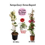 serada decor & plant Kartopu Çiçeği, Kırmızı Begonvil, Kırmızı Gazanya Hediyeli Saksılı Bahçe Seti, Çok Renkli