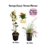serada decor & plant Kartopu Çiçeği, Kırmızı Mercan, Turuncu Gazanya Saksılı Bahçe Seti, Çok Renkli