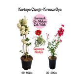 serada decor & plant Kartopu Çiçeği, Kırmızı Oya Ağacı, Kırmızı Gazanya Hediyeli Saksılı Bahçe Seti, Çok Renkli