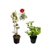 serada decor & plant Kartopu Çiçeği, Kokulu Ful Yasemin, Kırmızı Gazanya Hediyeli Saksılı Bahçe Seti