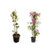 serada decor & plant Kartopu Çiçeği, Pembe Begonvil, Pembe Gazanya Saksılı Bahçe Seti, Çok Renkli
