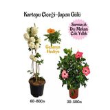 Serada Decor & Plant Kartopu Çiçeği, Pembe Japon Gülü, Turuncu Gazanya Saksılı Bahçe Seti, Çok Renkli
