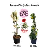 serada decor & plant Kartopu Çiçeği, Sarı Yasemin, Kırmızı Gazanya Saksılı Bahçe Seti, Çok Renkli