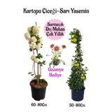serada decor & plant Kartopu Çiçeği, Sarı Yasemin, Pembe Gazanya Saksılı Bahçe Seti, Çok Renkli