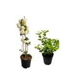 serada decor & plant Kartopu Çiçeği ve Kokulu Ful Yasemin Saksılı Bahçe Peyzaj Seti, Çok Renkli