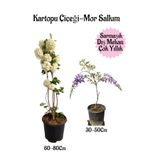 serada decor & plant Kartopu Çiçeği ve Kokulu Mor Salkım Saksılı Bahçe Peyzaj Seti, Çok Renkli