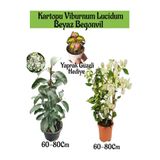 Serada Decor & Plant Kartopu Viburnum, Beyaz Begonvil, Yaprak Güzeli Bahçe Bitkisi Seti, 60-80 cm