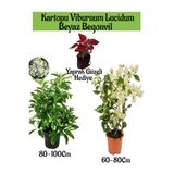 serada decor & plant Kartopu Viburnum, Beyaz Begonvil, Yaprak Güzeli Hediye Bahçe Bitkisi Seti