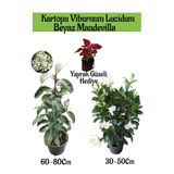 Serada Decor & Plant Kartopu Viburnum, Beyaz Mandevilla, Yaprak Güzeli Bahçe Bitkisi Seti, 3 Adet
