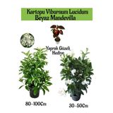 serada decor & plant Kartopu Viburnum, Beyaz Mandevilla, Yaprak Güzeli Bahçe Bitkisi Seti