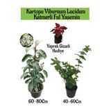 Serada Decor & Plant Kartopu Viburnum, Katmerli Ful Yasemin, Yaprak Güzeli Bahçe Bitkisi Seti