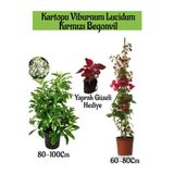 serada decor & plant Kartopu Viburnum, Kırmızı Begonvil, Yaprak Güzeli Bahçe Bitkisi Seti, 3 Adet