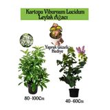 Serada Decor & Plant Kartopu Viburnum, Kokulu Leylak Ağacı, Yaprak Güzeli Hediye Bahçe Bitkisi Seti