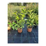 serada decor & plant Kartopu Viburnum Lucidum, 2 Adet, 80-100 cm, Saksılı, Dış Mekan Bahçe Peyzaj Çit Bitkisi