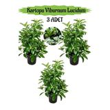 serada decor & plant Kartopu Viburnum Lucidum 3 ADET 80-100 cm Saksılı Dış Mekan Bahçe Peyzaj Çit Bitkisi