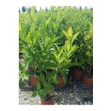 serada decor & plant Kartopu Viburnum Lucidum 4 ADET 60-80 cm Saksılı Dış Mekan Bahçe Peyzaj Çit Bitkisi
