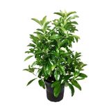 serada decor & plant Kartopu Viburnum Lucidum, 40-60 cm, Saksılı, Dış Mekan Bahçe Peyzaj Çit Bitkisi