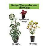 Serada Decor & Plant Kartopu Viburnum Lucidum, Alev Çalısı, Yaprak Güzeli Bahçe Bitkisi Seti
