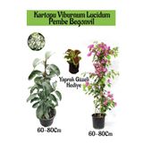 serada decor & plant Kartopu Viburnum, Pembe Begonvil, Yaprak Güzeli Hediye Bahçe Bitkisi Seti, 60-80 cm