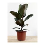 serada decor & plant Kauçuk Bitkisi, Ficus Elastica, Yeni Açmış Yapraklı, 20-45cm